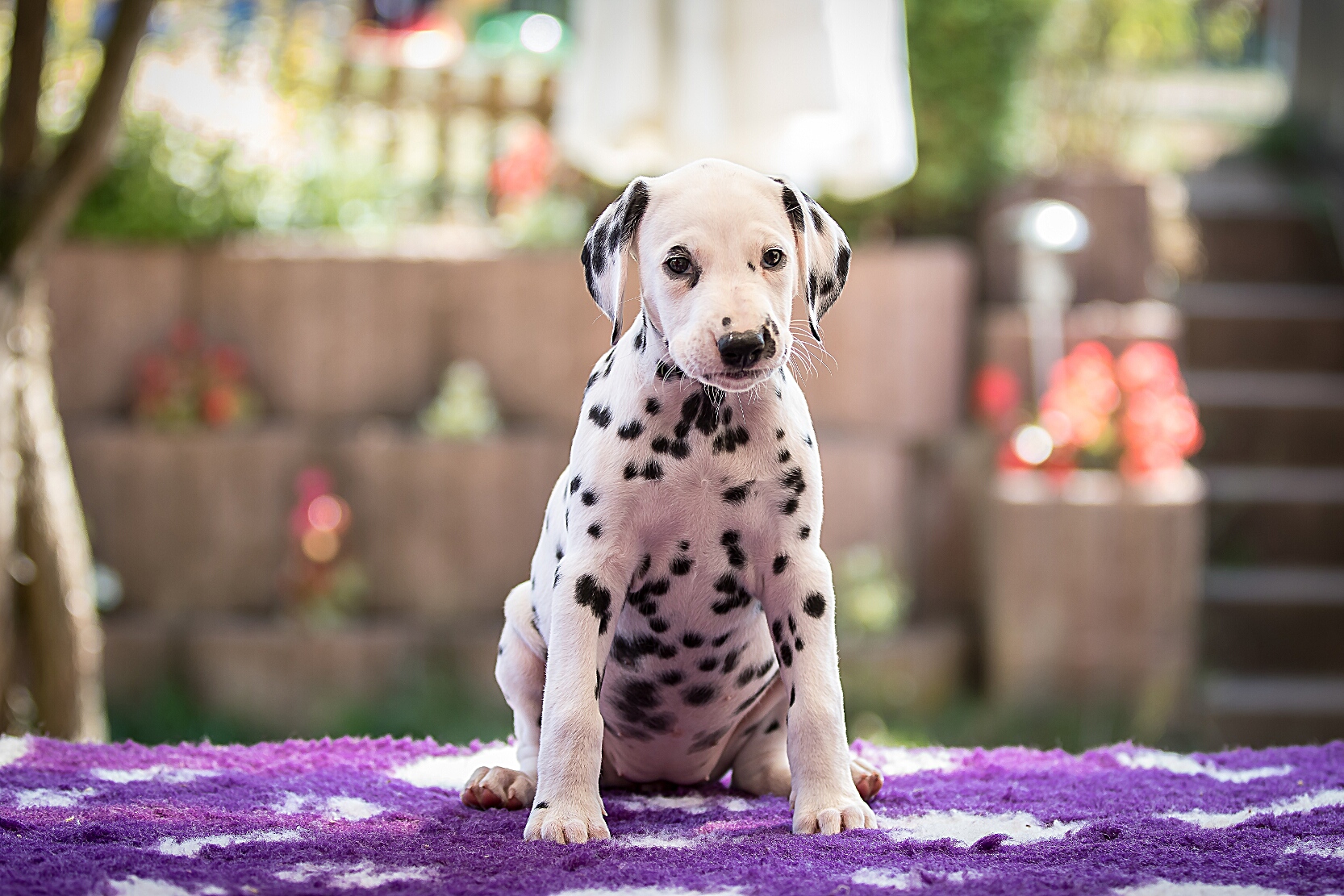 IMG_5487_EX8A2598_FrauOrange