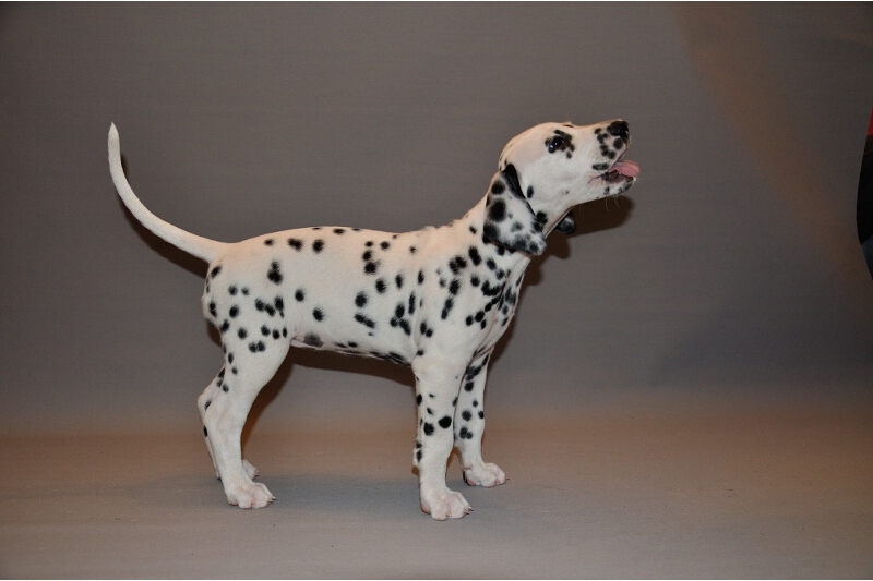 IMG_8200_2013-08-06_1996_039