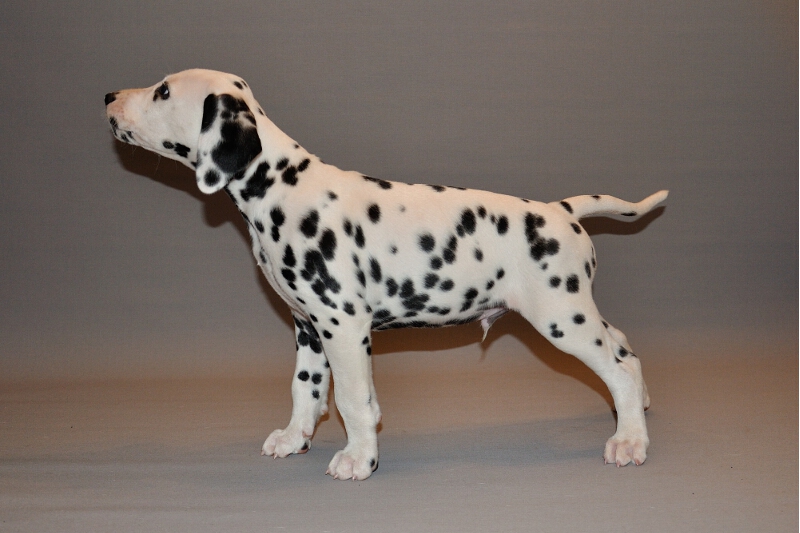 IMG_8200_2013-08-06_1935_026