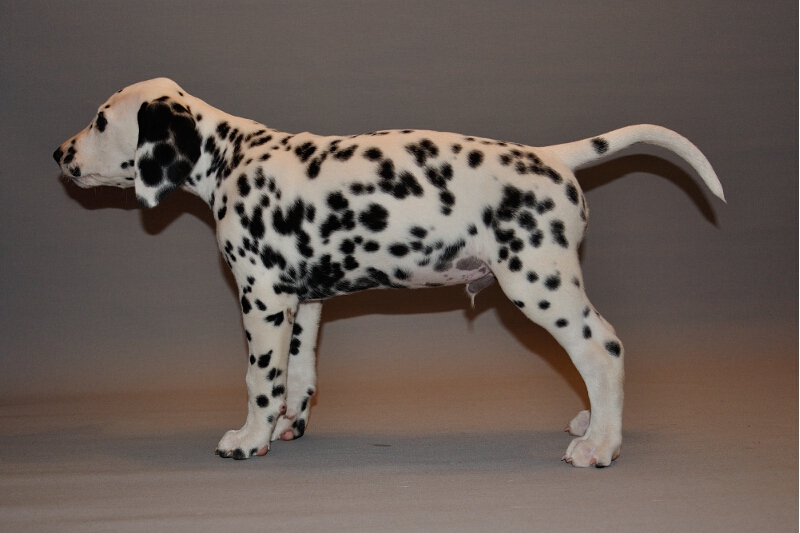 IMG_8200_2013-08-06_1919_017