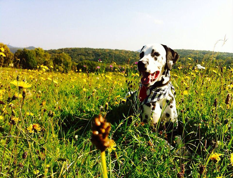 IMG_8796_20150402_05