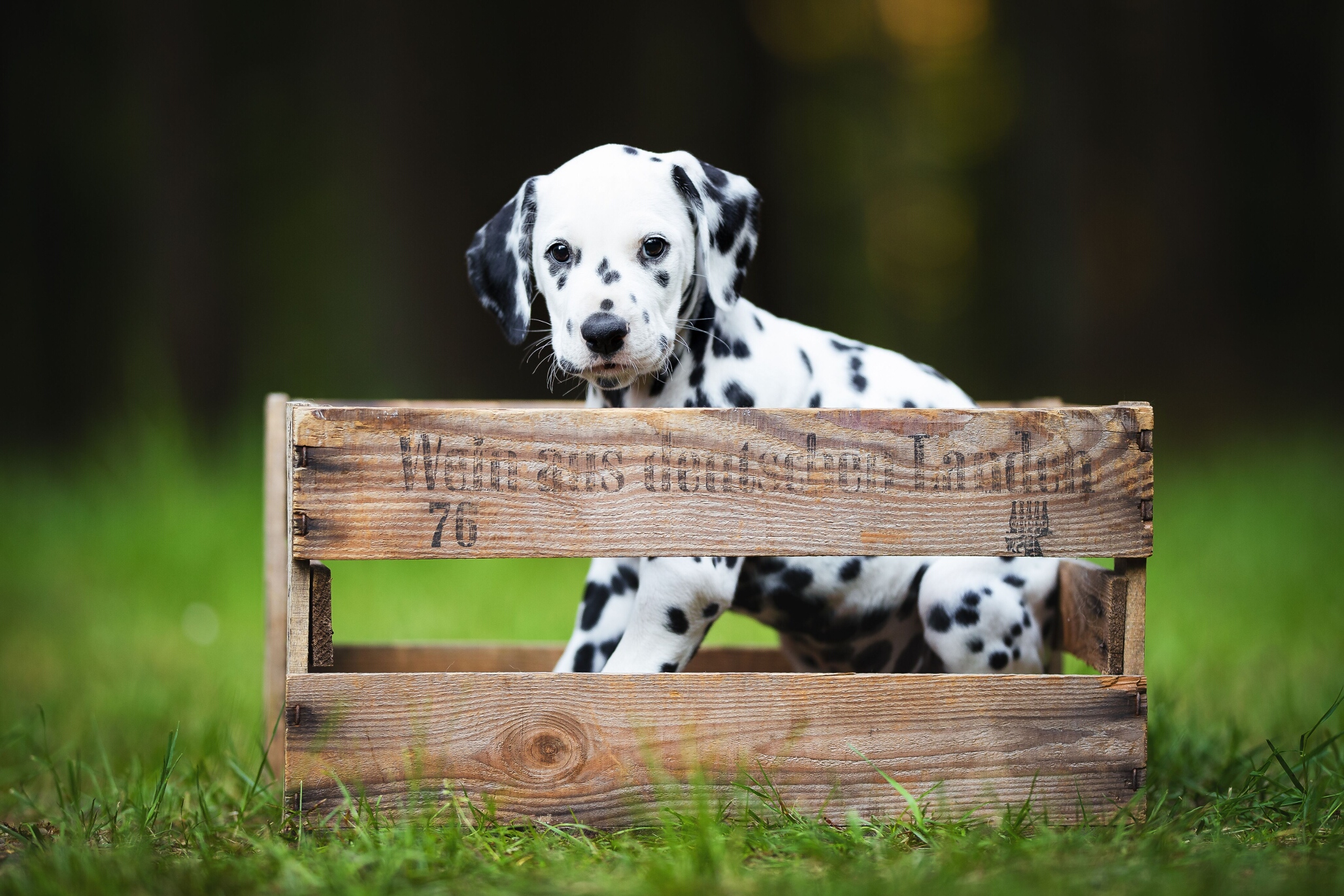 2019_05_29_Final_Shooting_Dhana