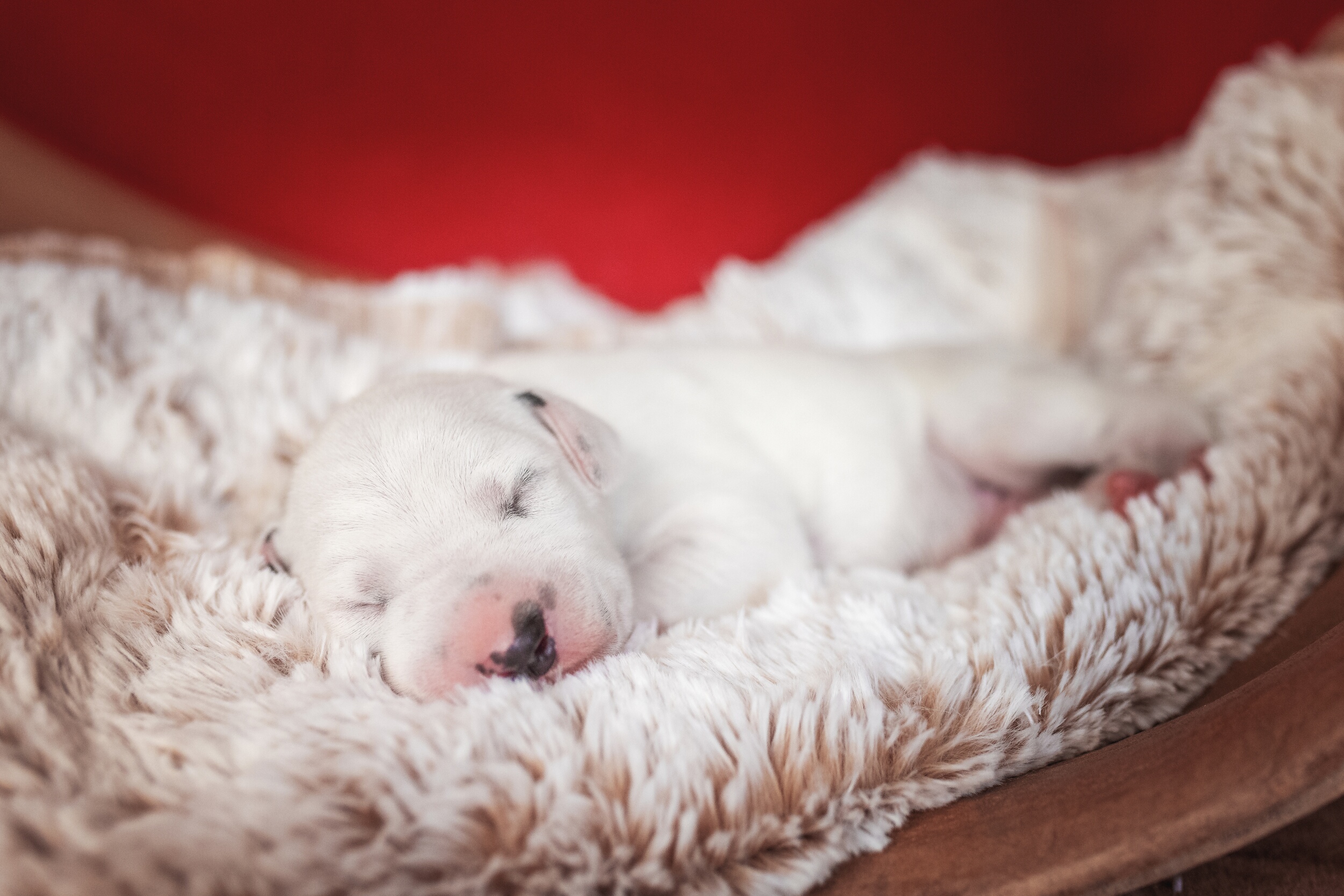 2021_03_29_06_Orange