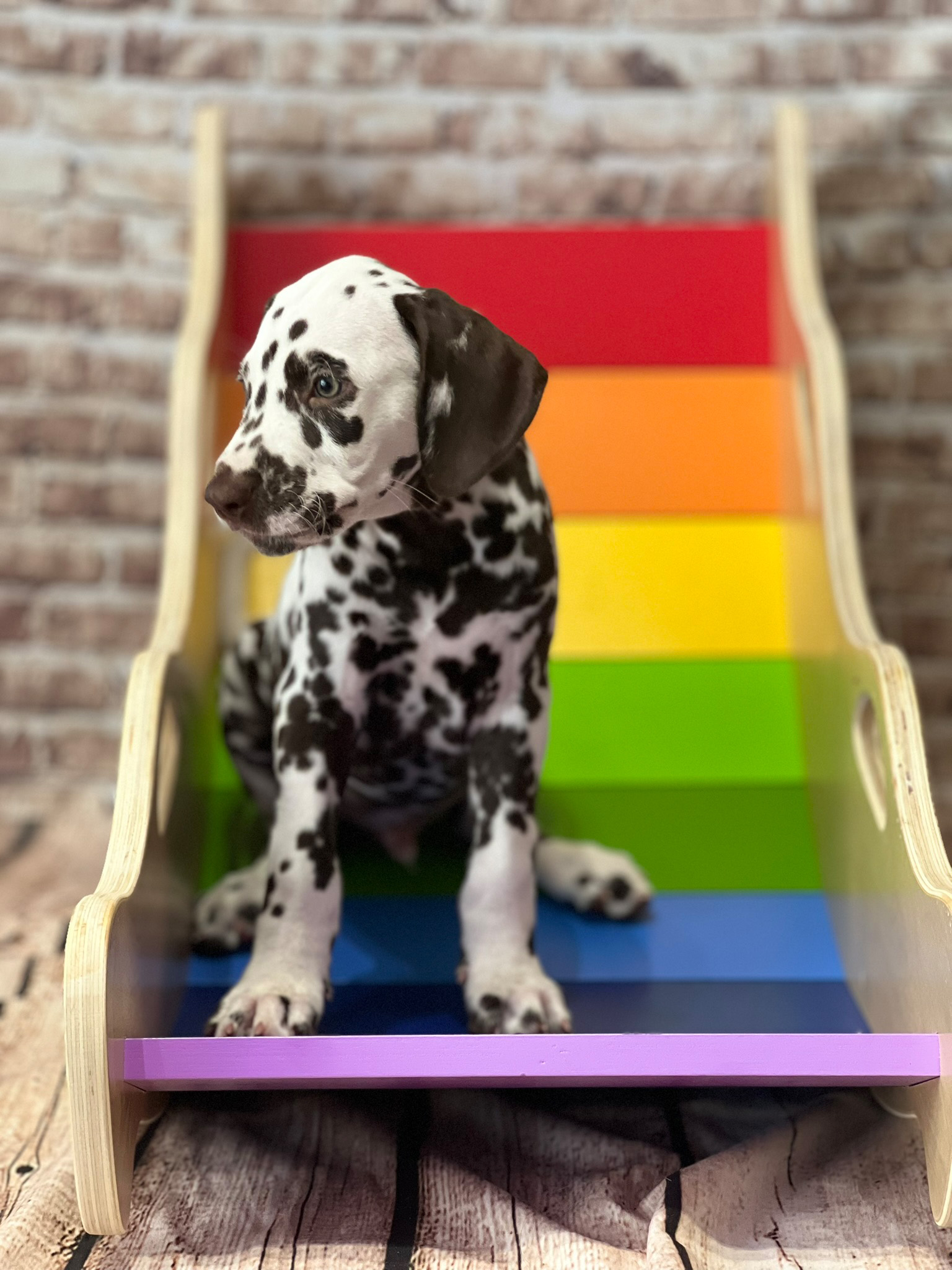 20240902_091200_Grisu