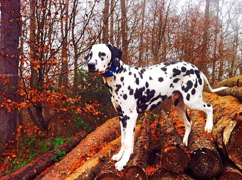 IMG_8796_20150402_08