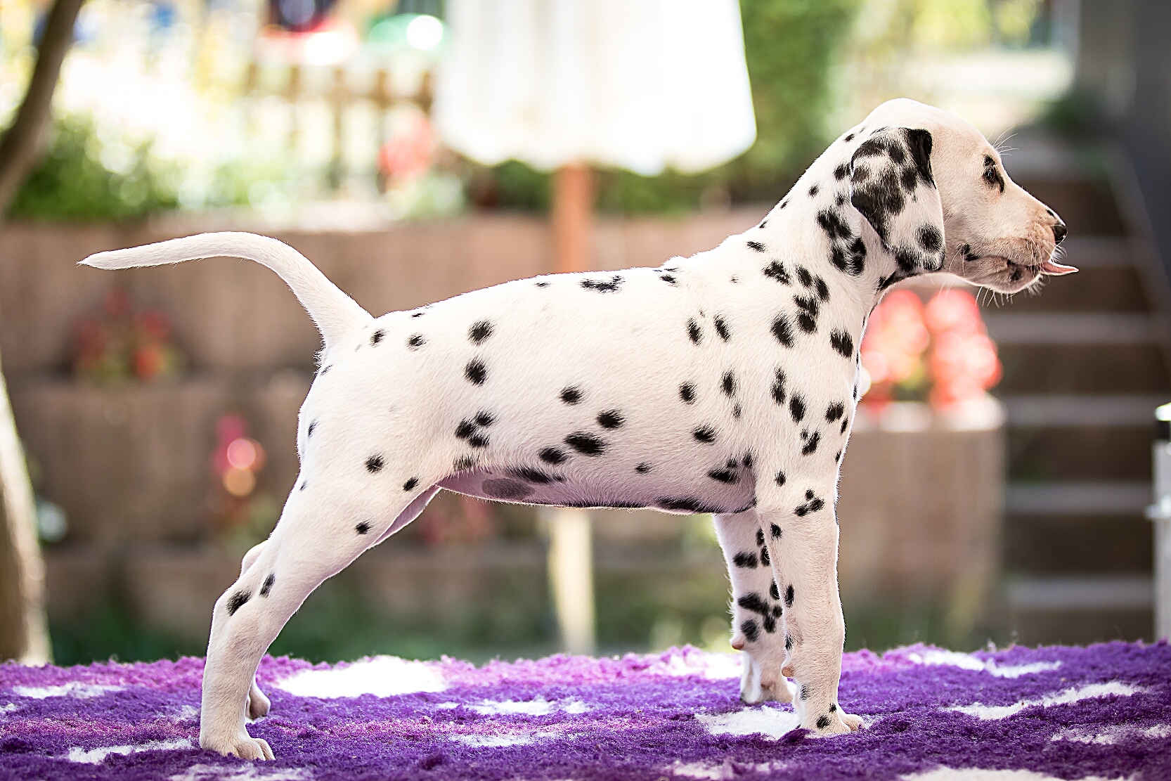 IMG_5487_EX8A2593_FrauOrange