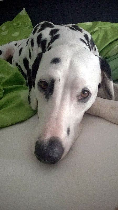 IMG_8859_200150402_6