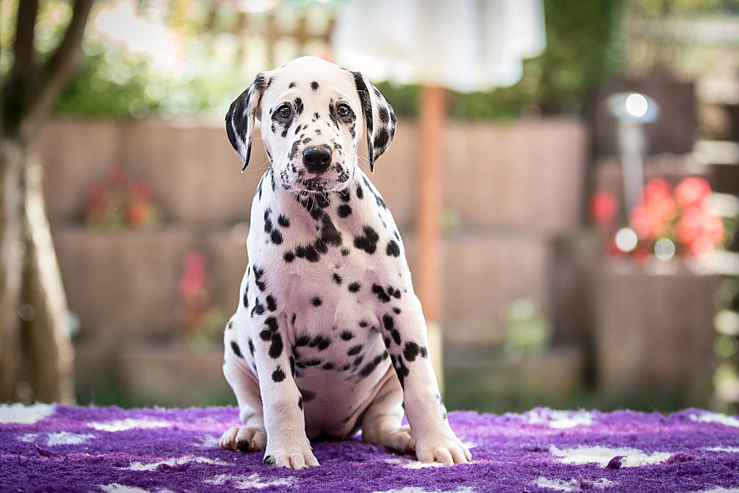 IMG_5487_EX8A2525_FrauLila