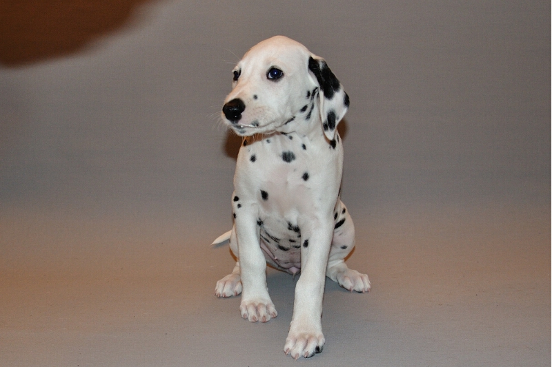 IMG_8200_2013-08-06_2068_058