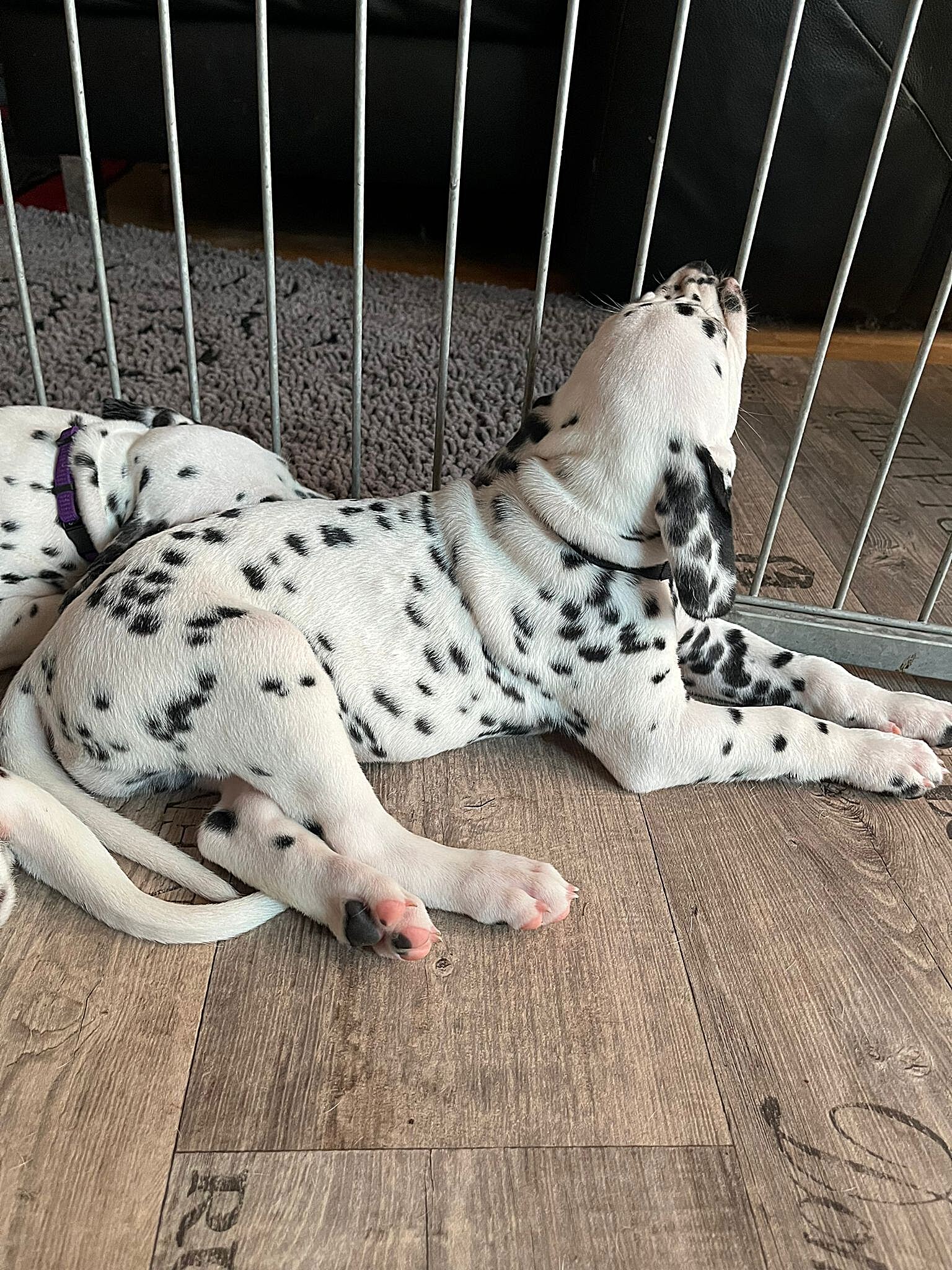 20240812_164500_5f25693c-23ca-495e-82f1-11848646ff58