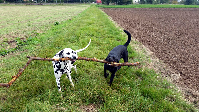 IMG_8804_20150302_16