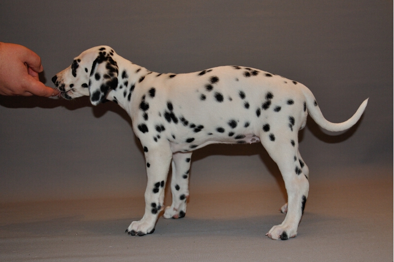 IMG_8200_2013-08-06_1966_031