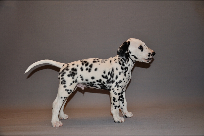 IMG_8200_2013-08-06_1924_020