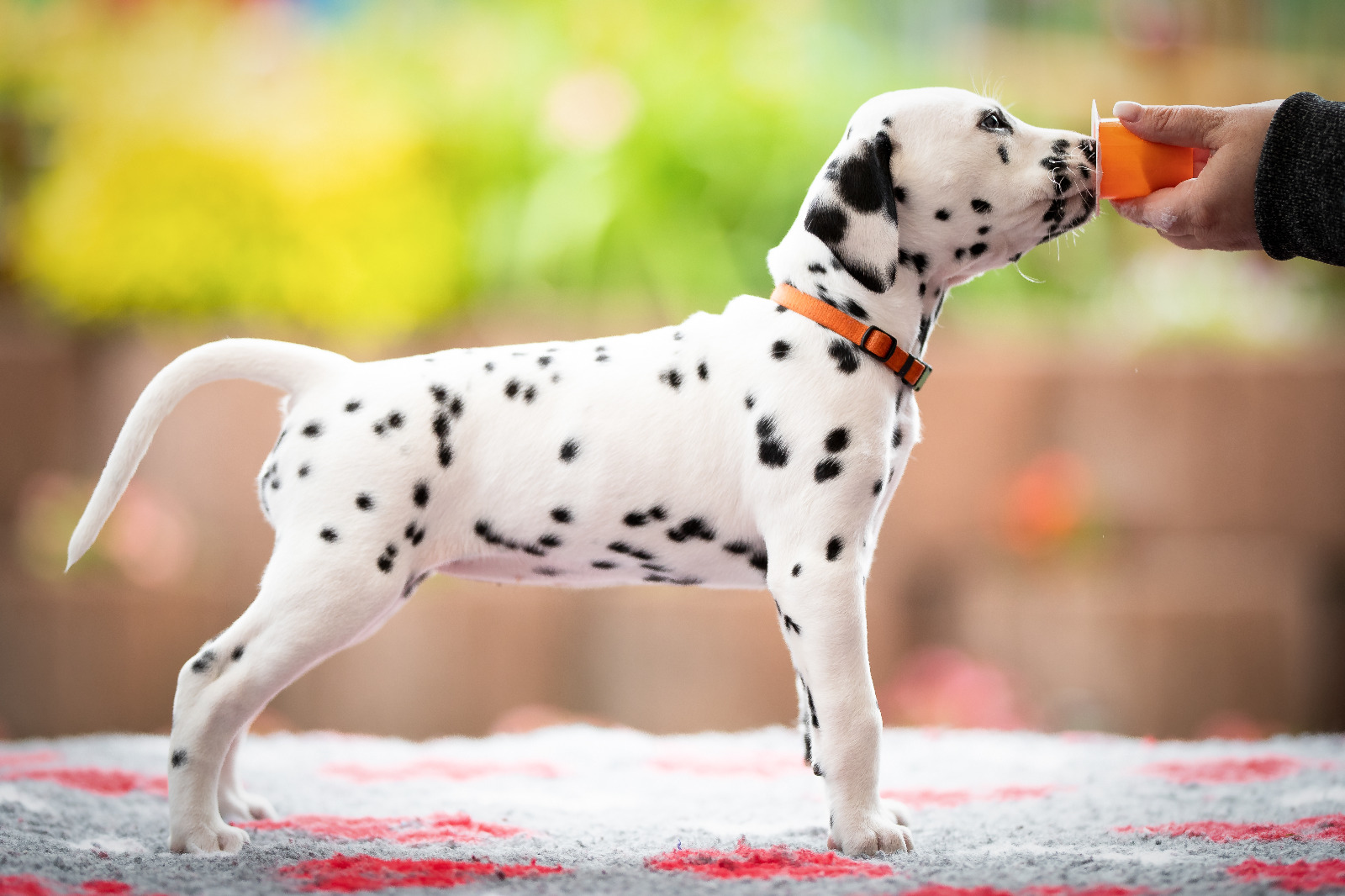 2019_05_23_12_Orange