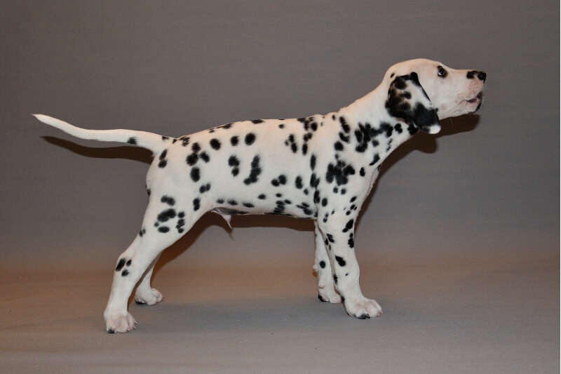 IMG_8200_2013-08-06_1941_027