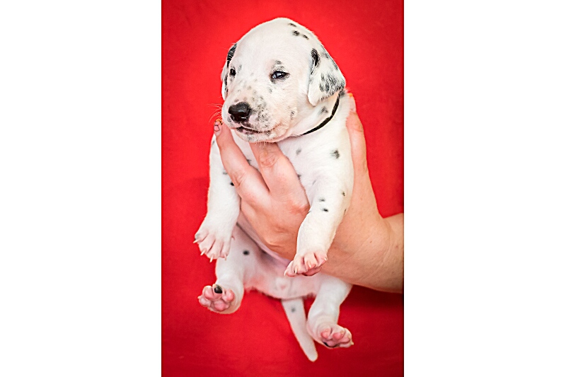 Herr Schwarz - IMG_2147_EX8A4149