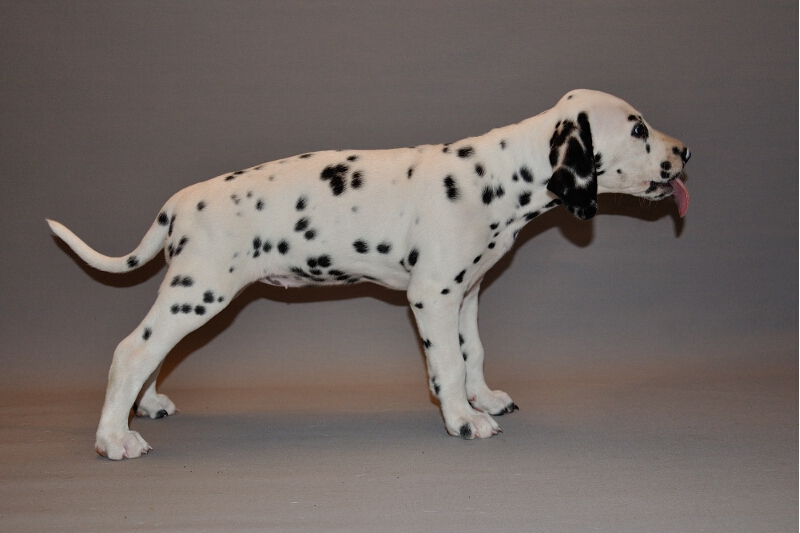 IMG_8200_2013-08-06_1975_032