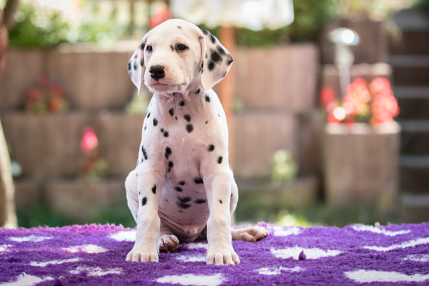 IMG_5487_EX8A2643_HerrBraun