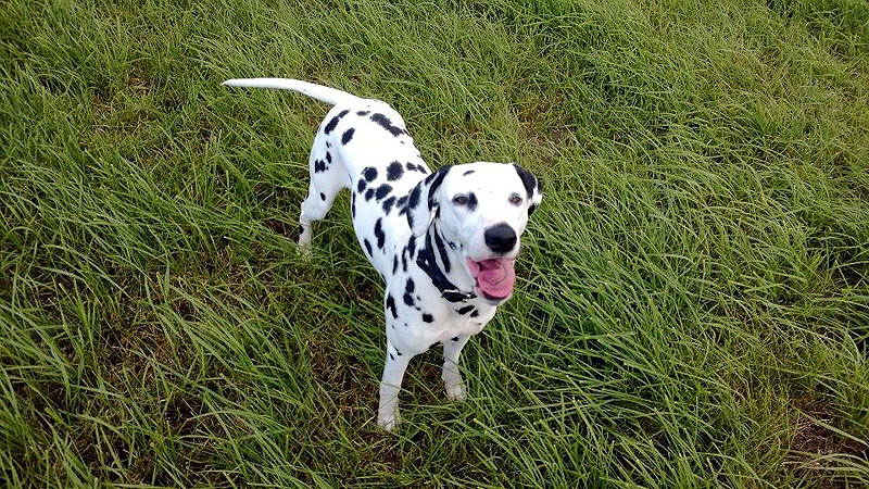 IMG_8859_200150402_2