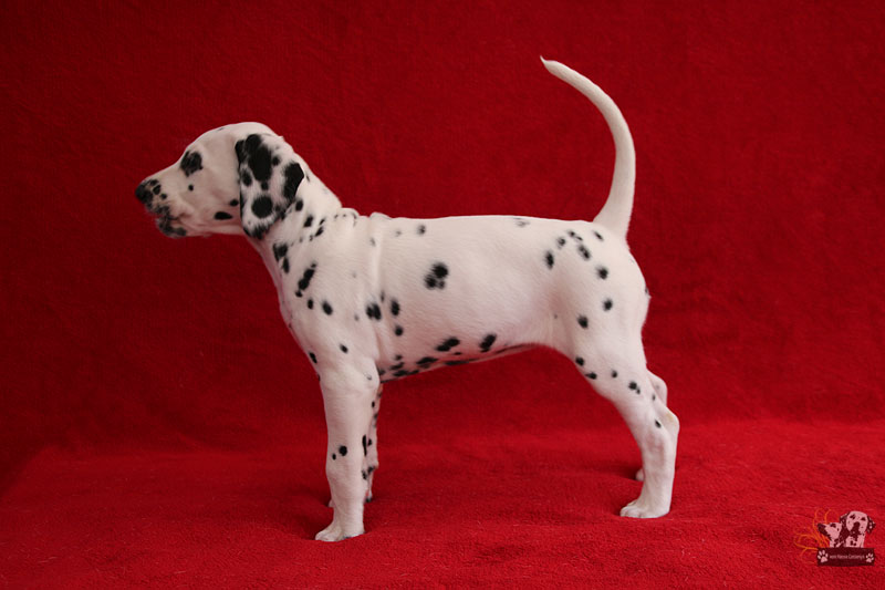 IMG_6945