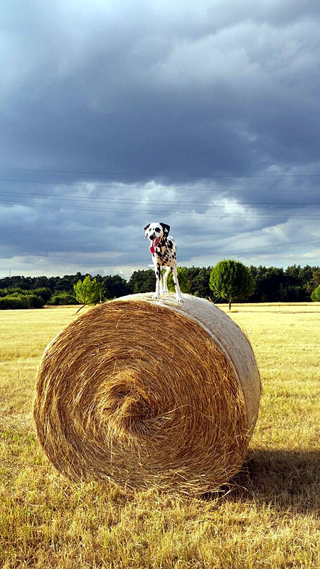 IMG_8804_20150302_33