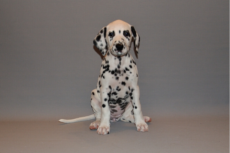 IMG_8200_2013-08-06_2005_041