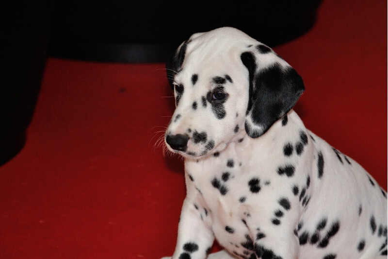 IMG_8200_2013-08-06_2094_068