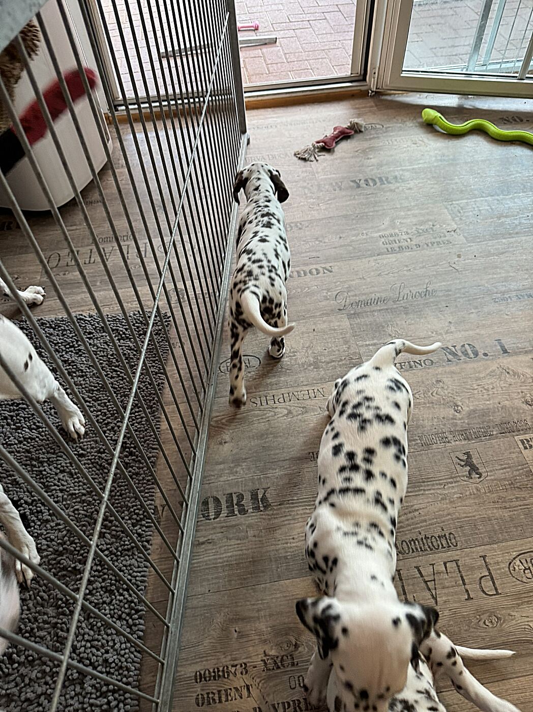 20240819_174238_IMG_1075