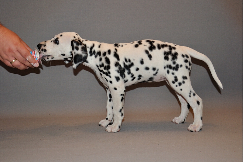 IMG_8200_2013-08-06_2048_053