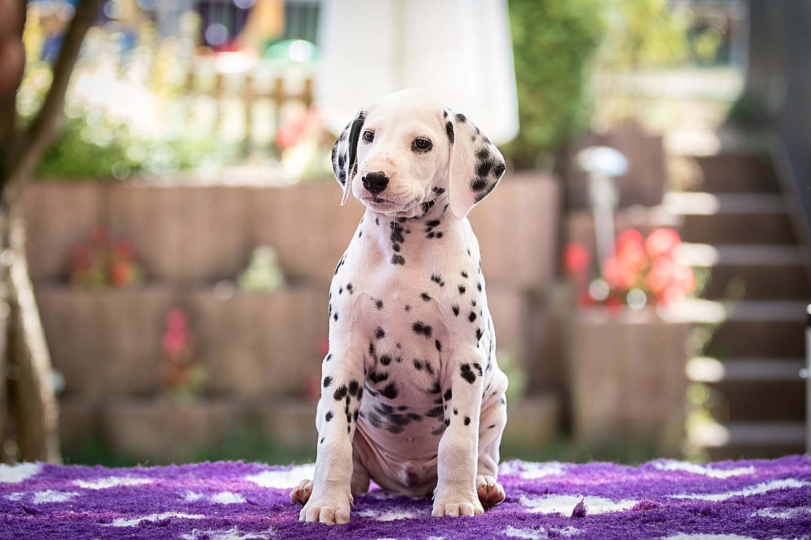 IMG_5487_EX8A2509_HerrGrau