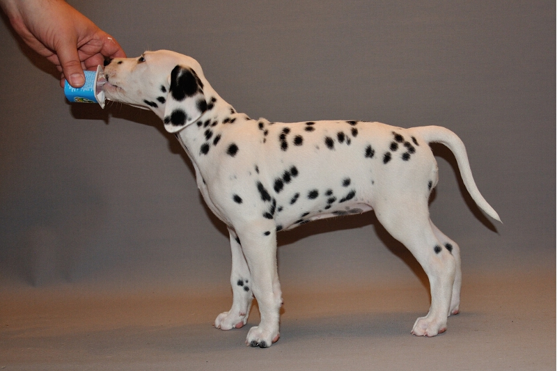 IMG_8200_2013-08-06_2052_054