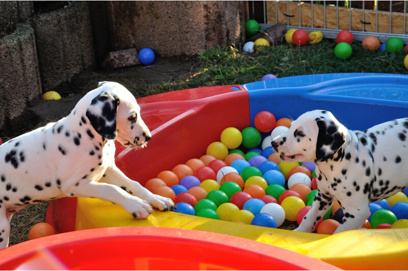 IMG_8200_2013-08-06_2089_067