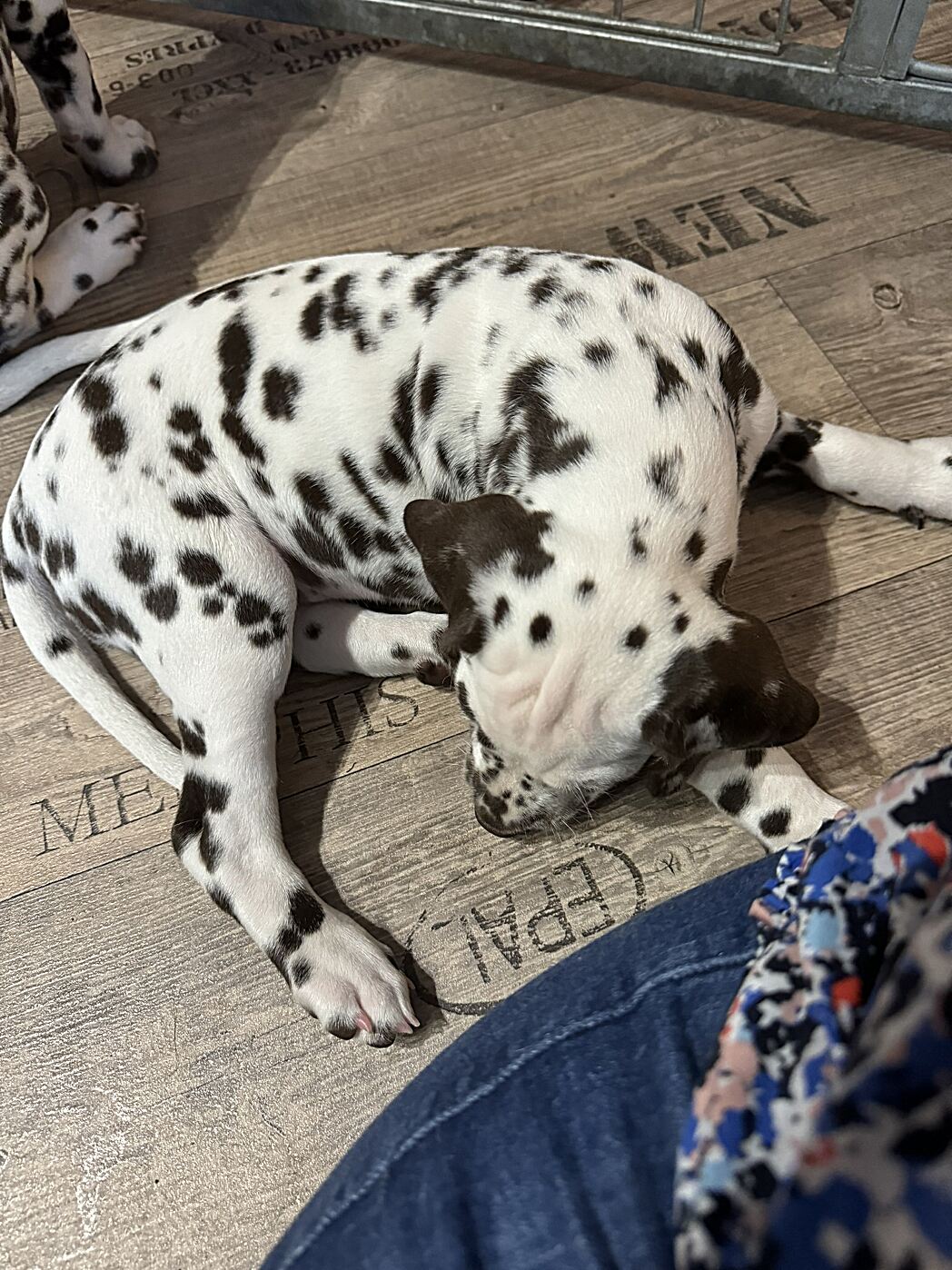 20240819_174238_IMG_1081