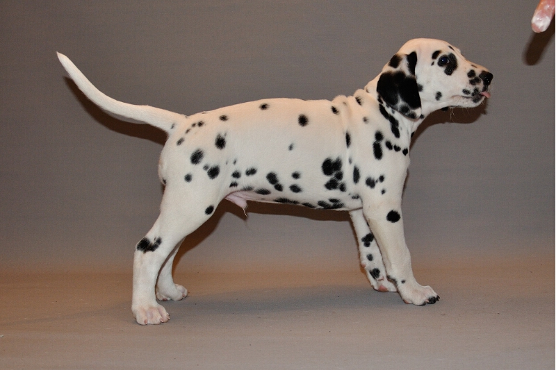 IMG_8200_2013-08-06_2013_043