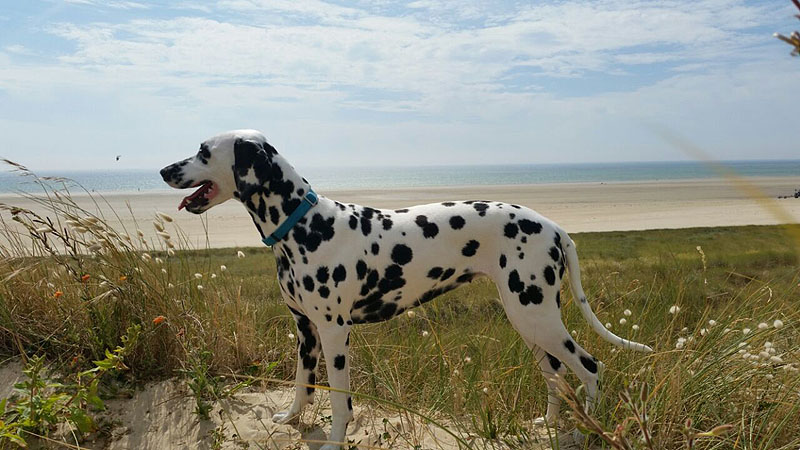 IMG_8804_20150302_39