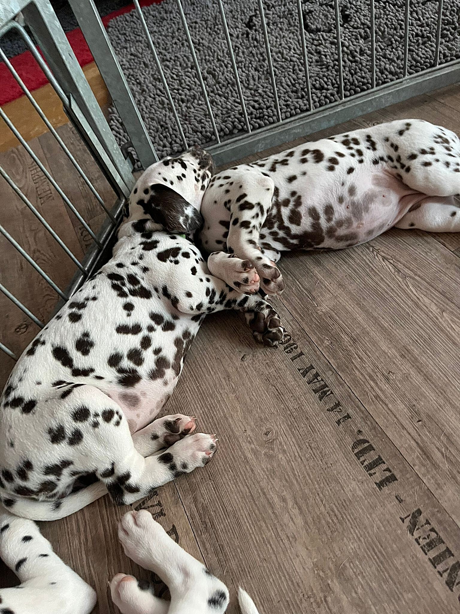 20240812_164500_e1fea199-23ff-44e8-96f3-2fbc8d464a74