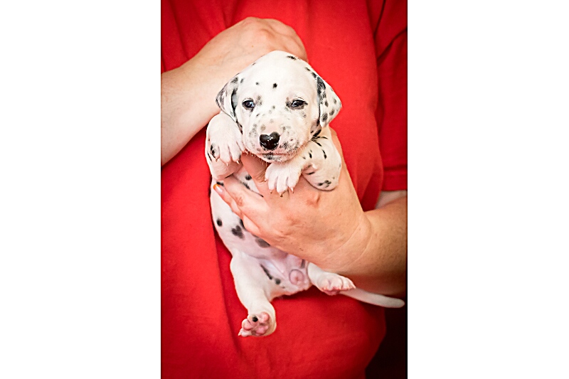 Frau Lila IMG_2147_EX8A4098