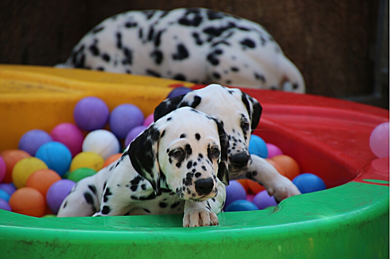 IMG_7261