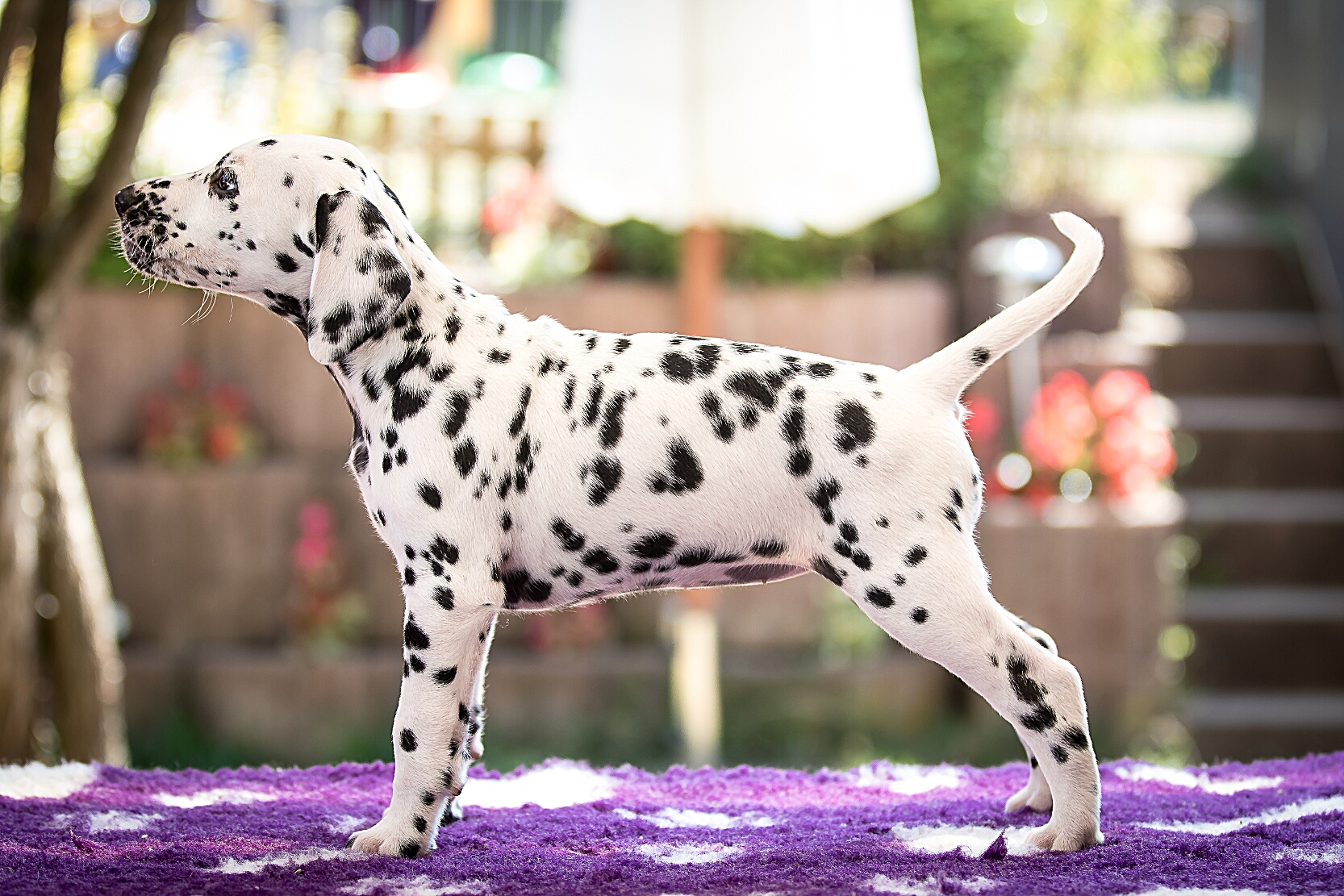 IMG_5487_EX8A2551_FrauGruen