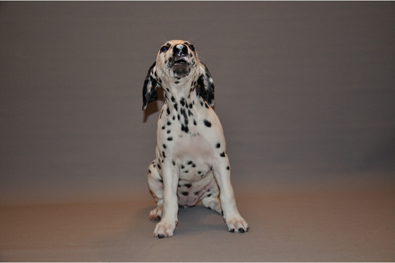 IMG_8200_2013-08-06_1981_034