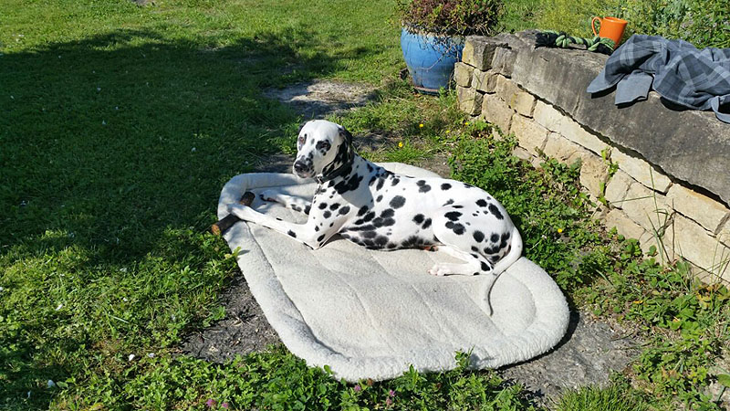 IMG_8804_20150302_42