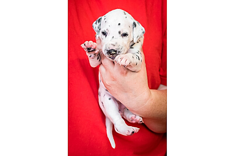 Frau Grün - IMG_2147_EX8A4121