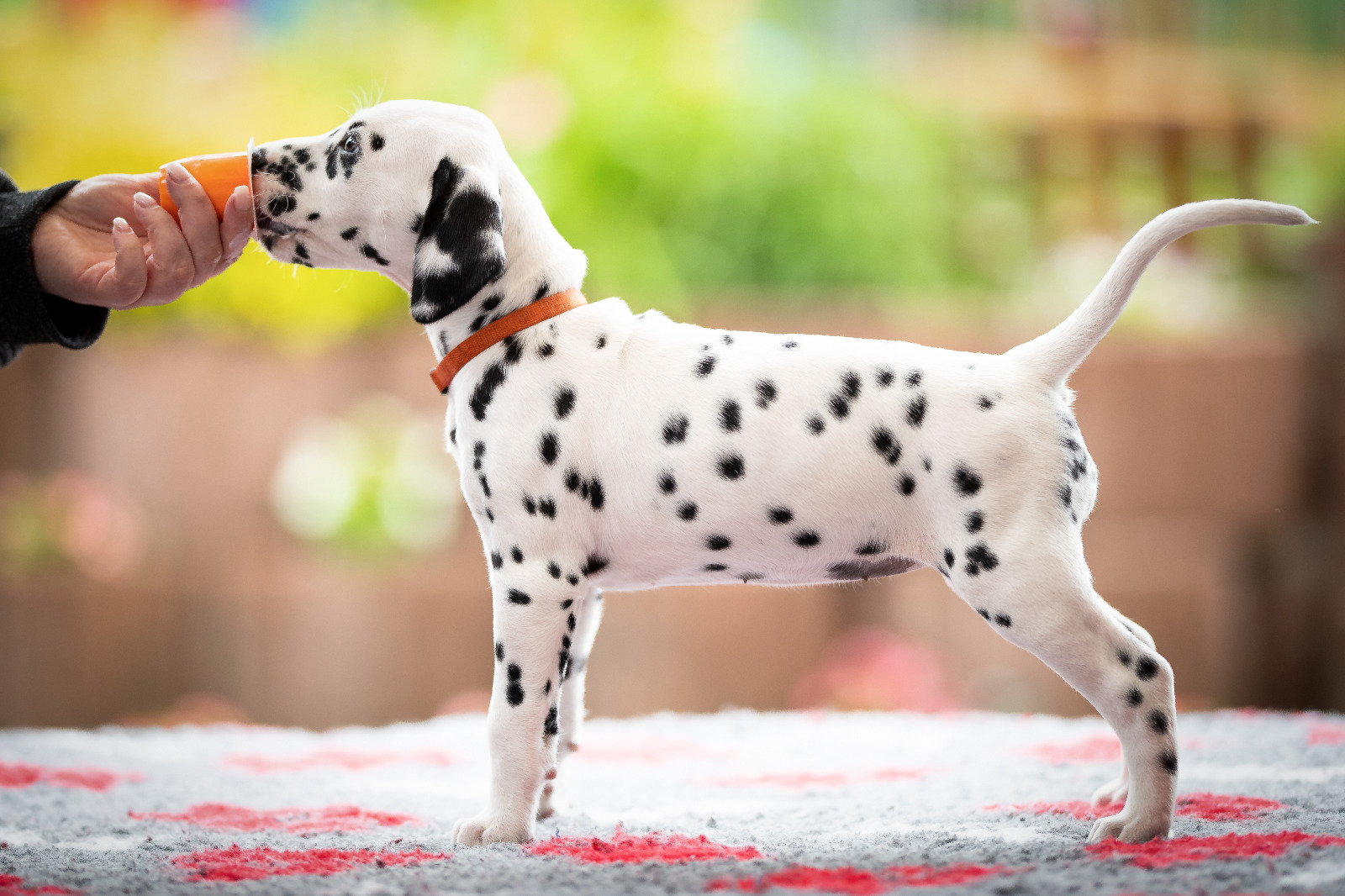 2019_05_23_11_Orange