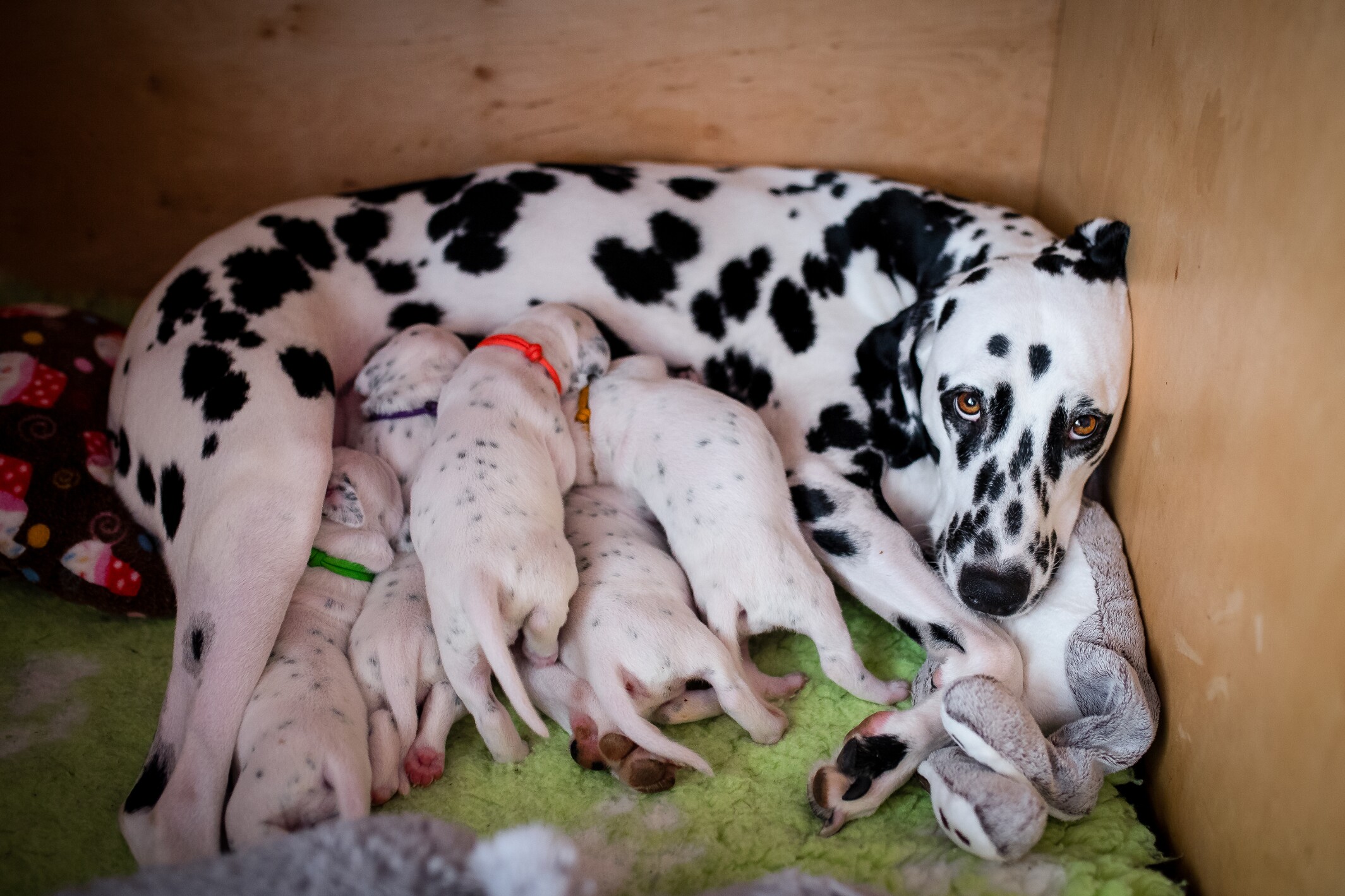 2019_04_19_00_Enya02