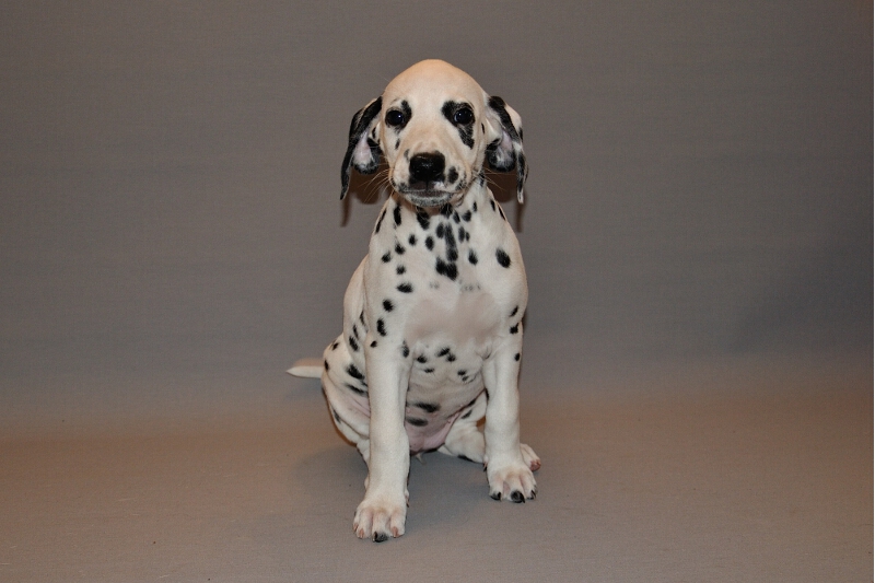 IMG_8200_2013-08-06_1984_035