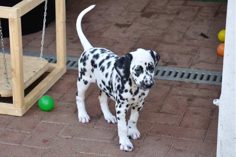 IMG_8200_2013-08-06_2083_064